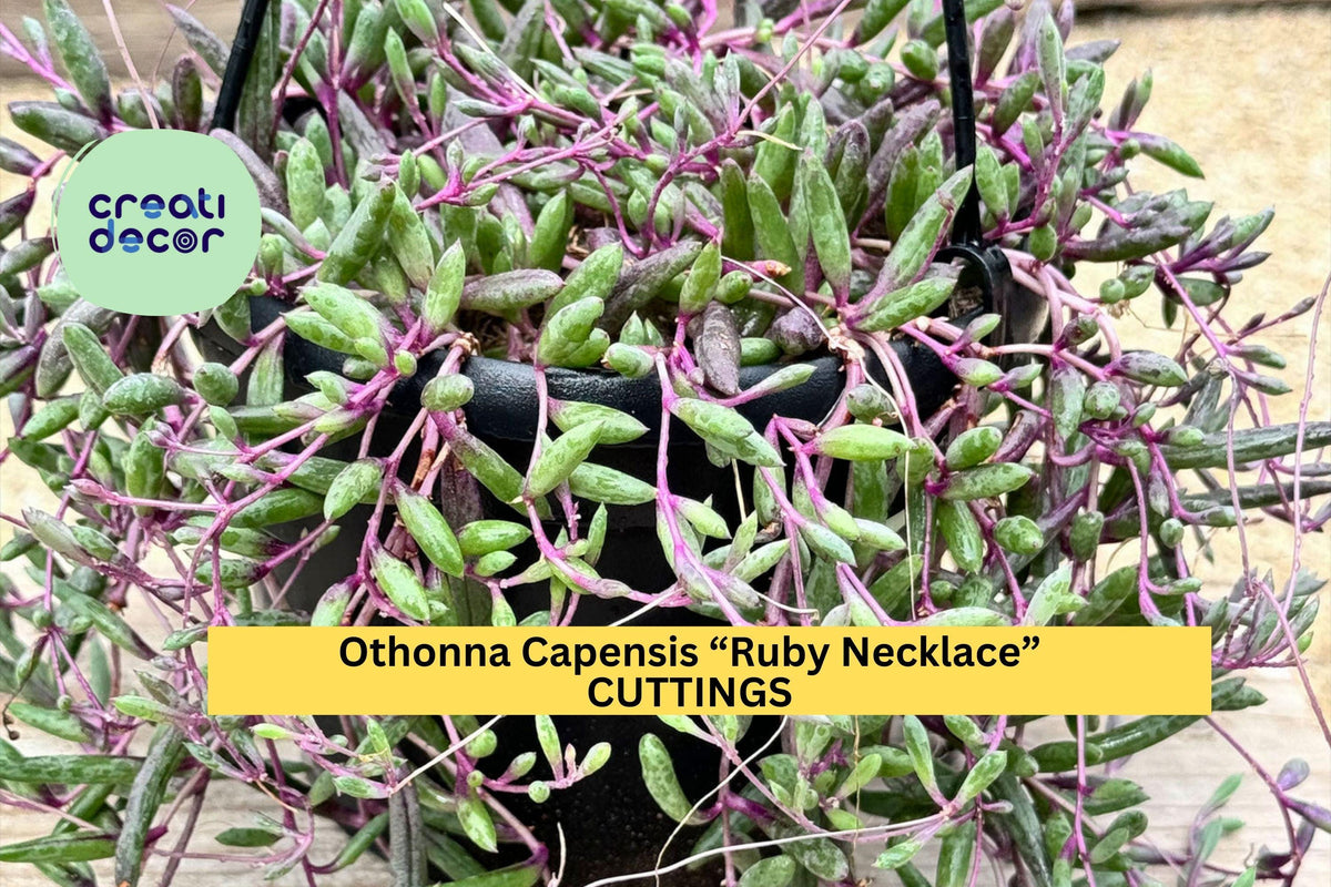 Christmas Cactus Starter Plant - Miss Shimano - Schlumbergera Truncata - Well-Rooted Indoor Cactus for Holiday Decor