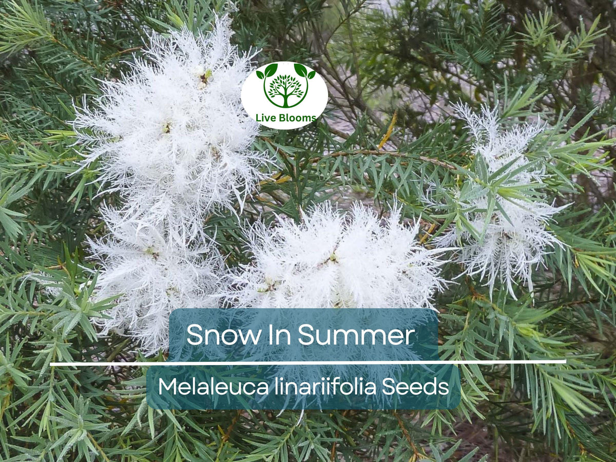 50 Snow In Summer Seeds | Fragrant Hardy Shrub | Melaleuca linariifolia | Ideal for Gardens & Pollinator Attraction