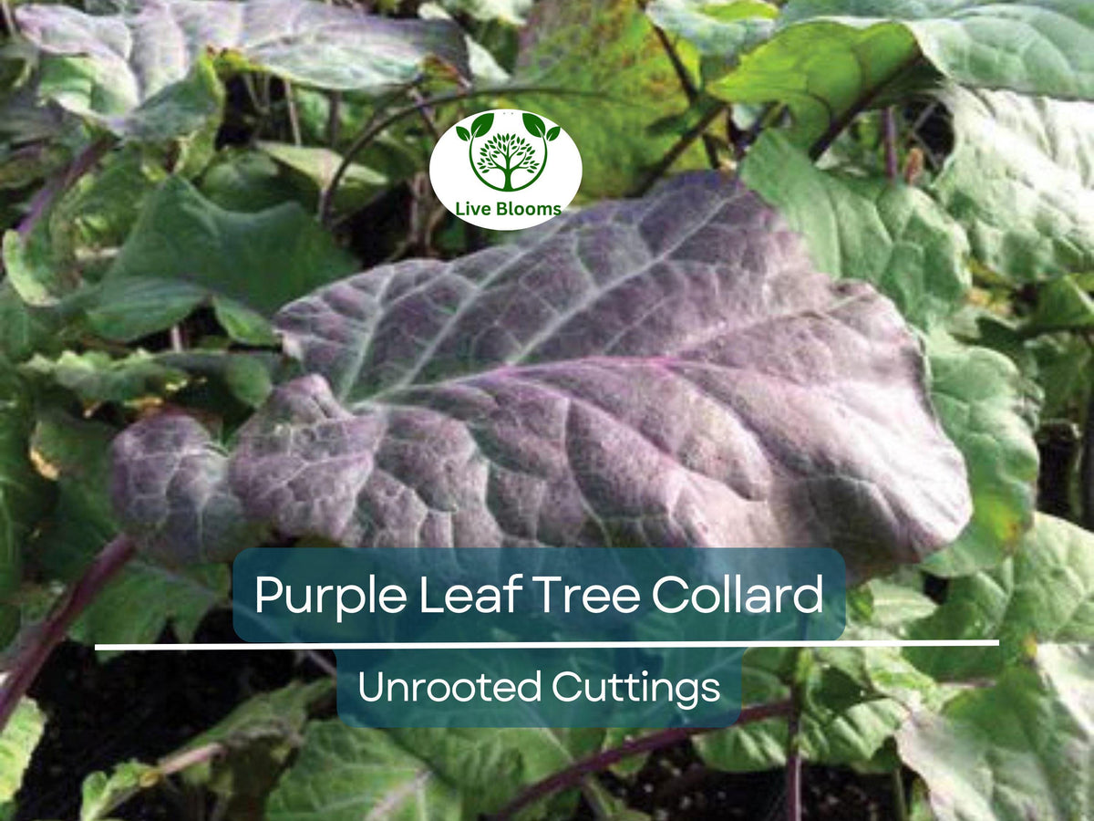 Purple Leaf Tree Collard Cutting 6-8" | Brassica oleracea | Edible Superfood | Nutritious Purple Leaves | Easy to Grow