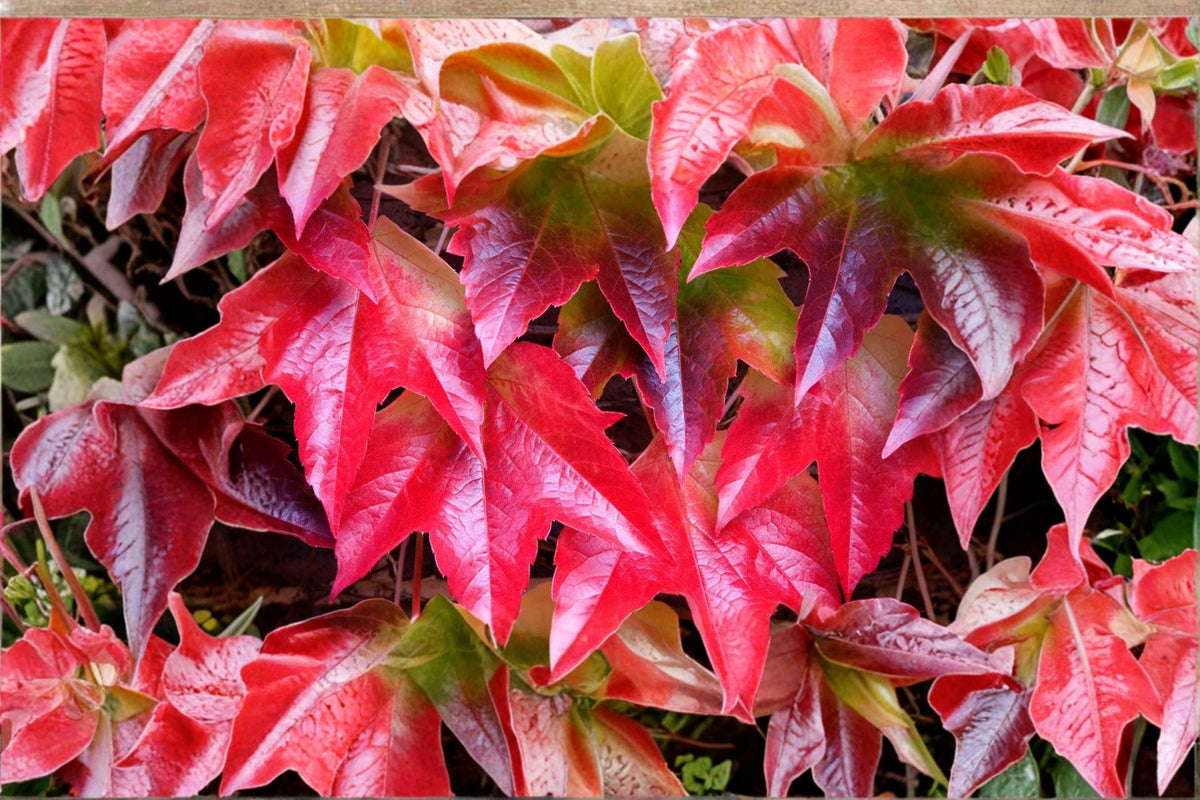 Christmas Cactus Starter Plant - Miss Shimano - Schlumbergera Truncata - Well-Rooted Indoor Cactus for Holiday Decor