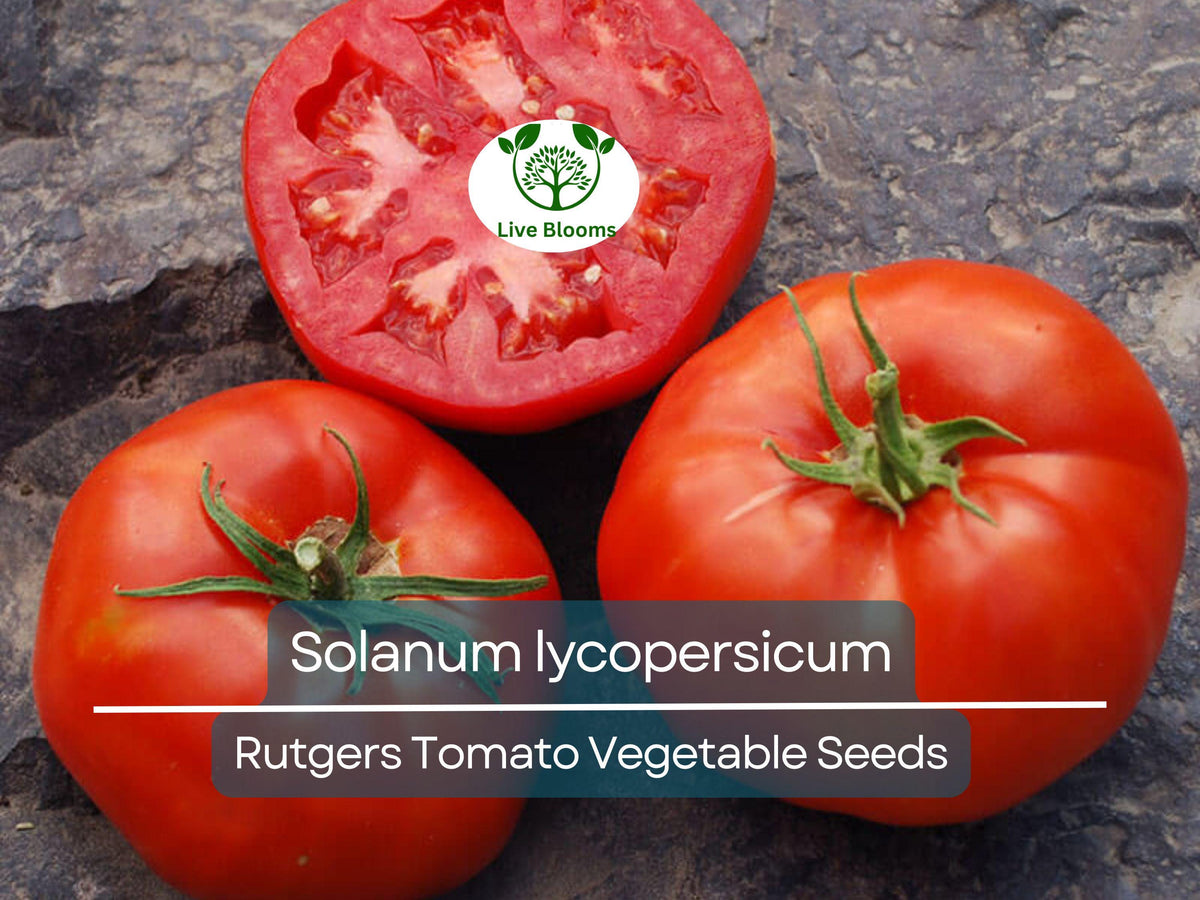 100 mg Tomato Seeds Rutgers - Heirloom Variety (Solanum lycopersicum) for Home Gardening, Juicy Flavorful Harvests