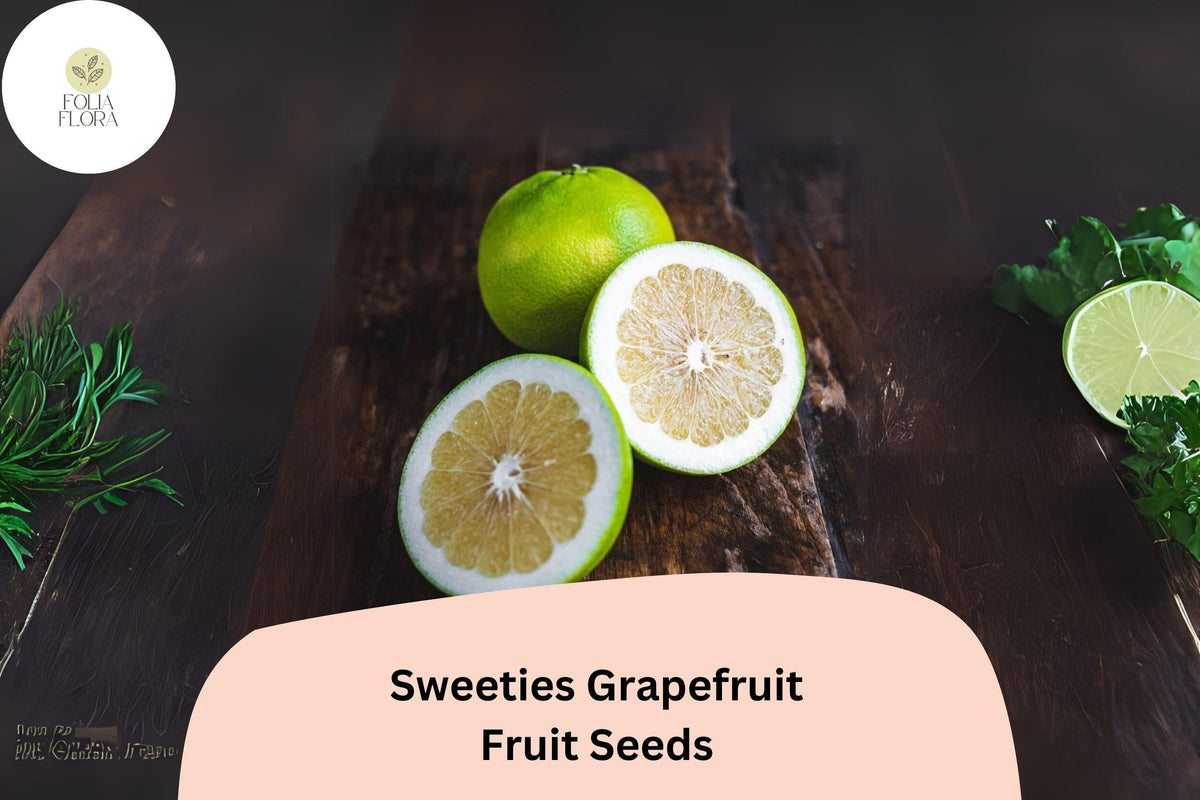 Christmas Cactus Starter Plant - Miss Shimano - Schlumbergera Truncata - Well-Rooted Indoor Cactus for Holiday Decor