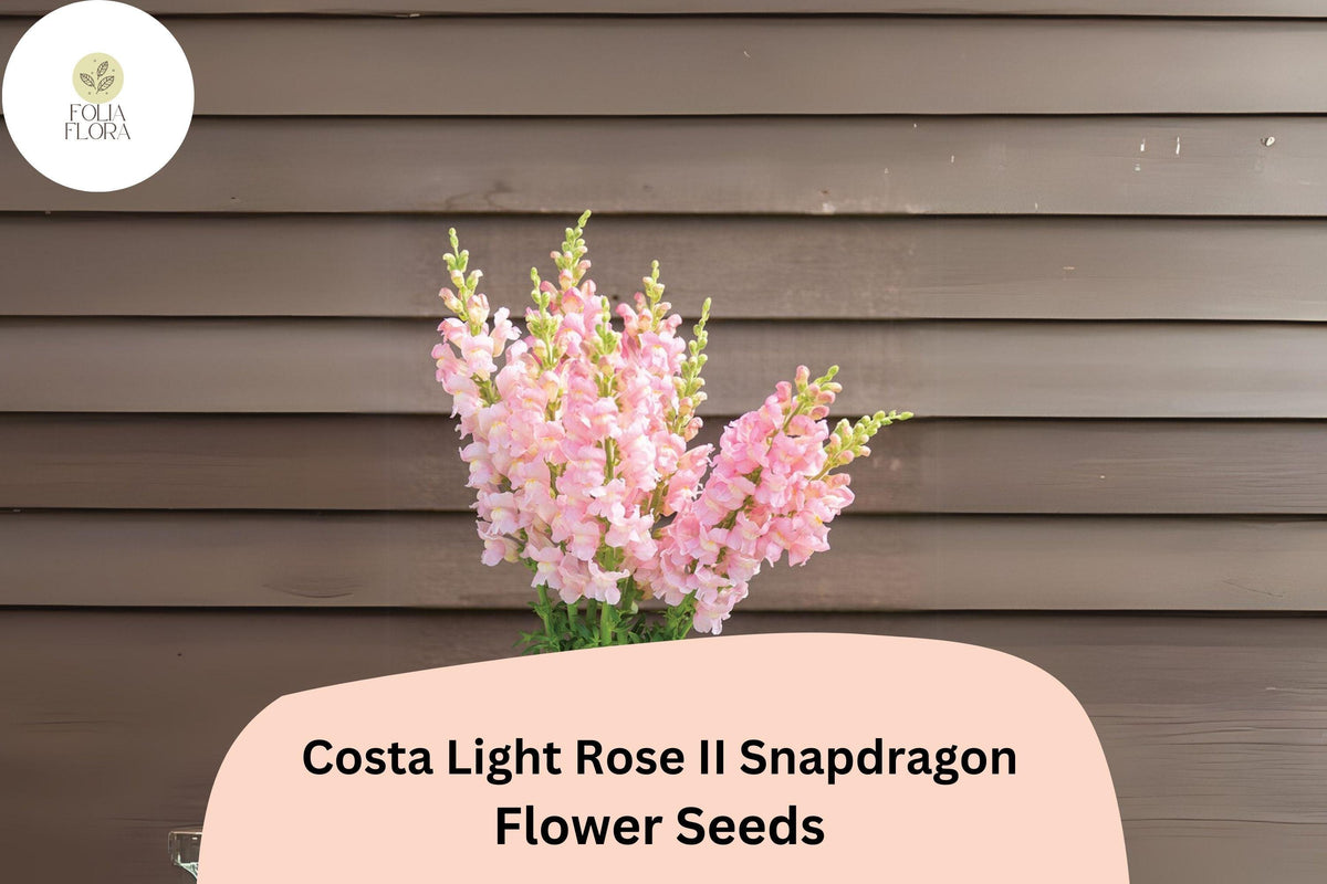 Christmas Cactus Starter Plant - Miss Shimano - Schlumbergera Truncata - Well-Rooted Indoor Cactus for Holiday Decor