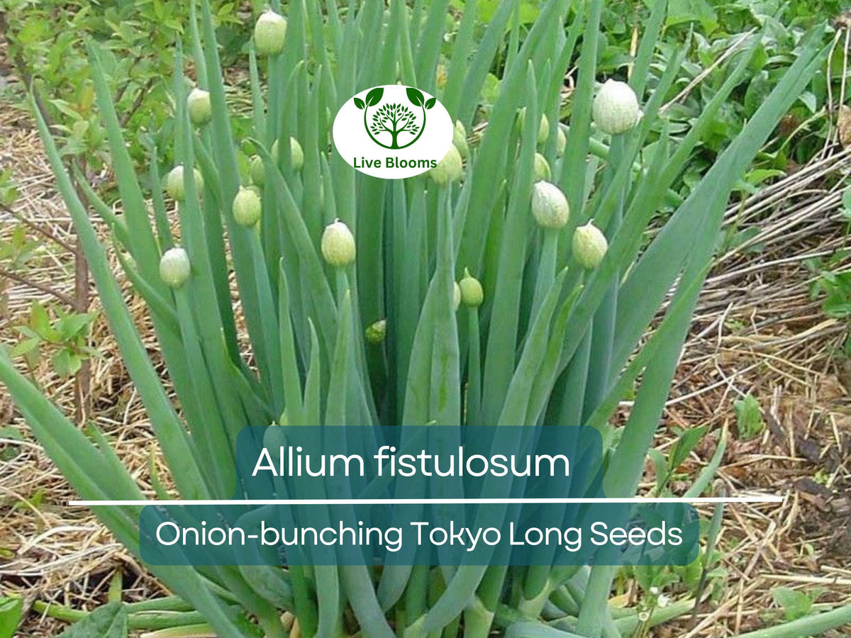 Sunflower Sprout Seeds - 200 Organic Non-GMO Seeds - Helianthus annuus - Nutrient-Rich Sprouts for Home Growing