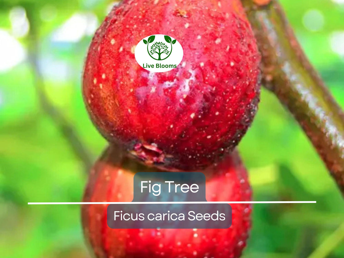 40 Fig Tree Seeds | Ficus carica | Non-GMO, Edible Fruit | Easy to Grow, Hardy Shrub for Garden & Preserves