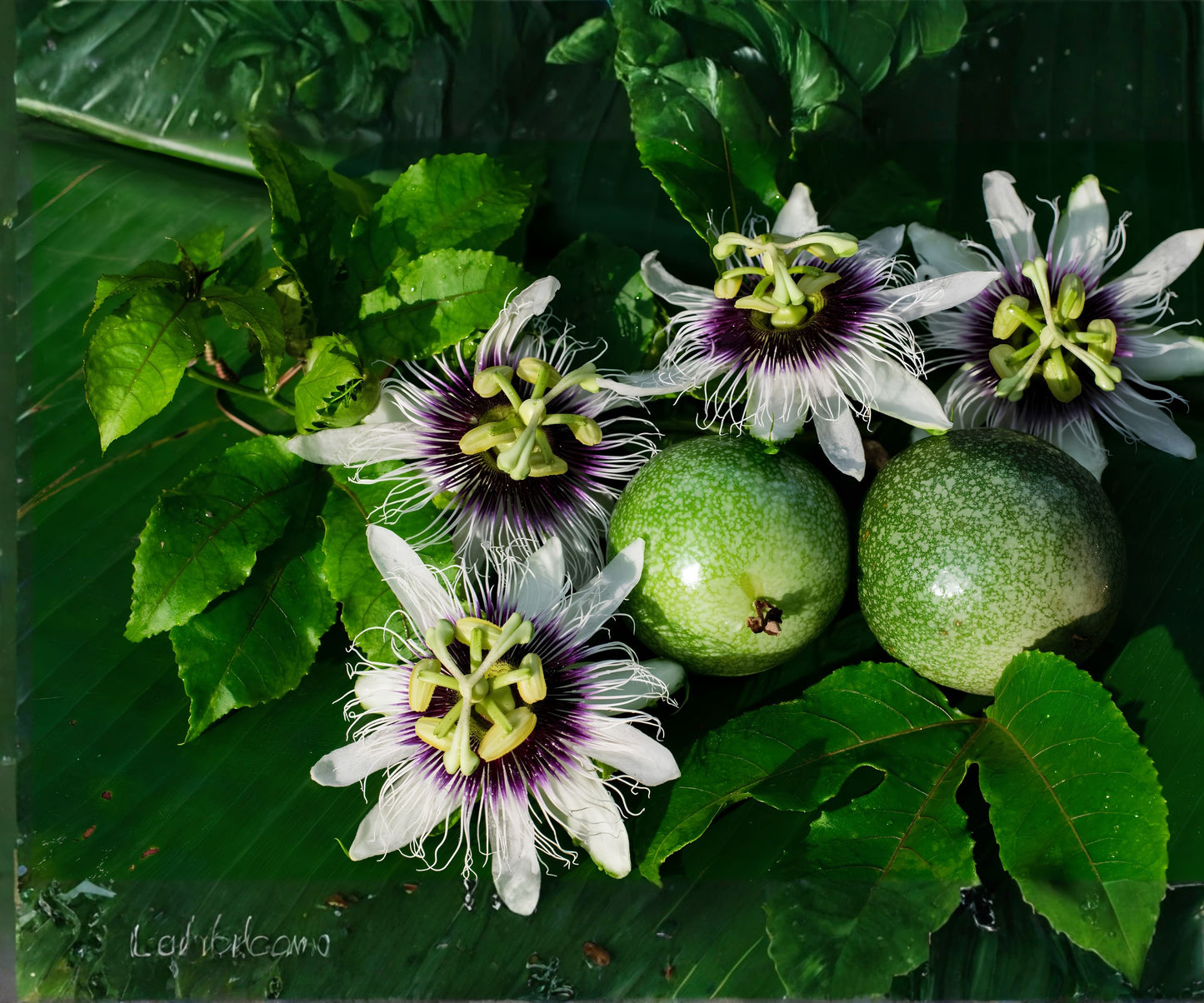 Purple Passion Fruit Flower Seeds - Granadilla Vine - Passiflora edulis - Edible Fruit Garden Plant