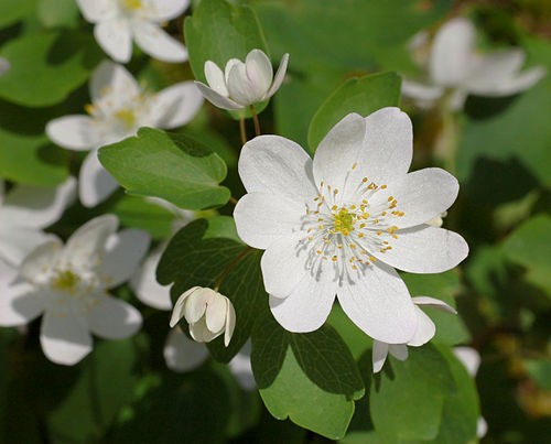 Bare Root Plants - 3 Rue Anemone Mix - Native Woodland Perennial - Anemonella thalictroides - Spring Shade Blooms
