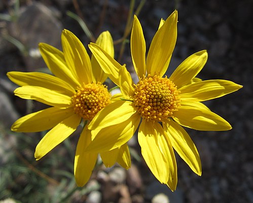 Heliomeris multiflora Seeds - 100 Non-GMO Showy Goldeneye Wildflower Seeds for Pollinator-Friendly Gardens