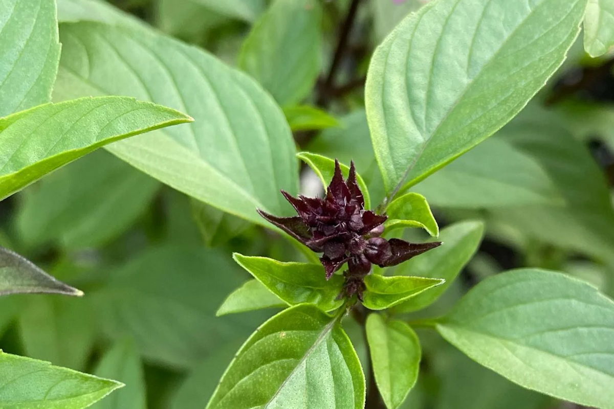 1000 Cinnamon Basil Seeds - Ocimum Basilicum, Non-GMO, Aromatic Culinary Herb for Gardens & Containers