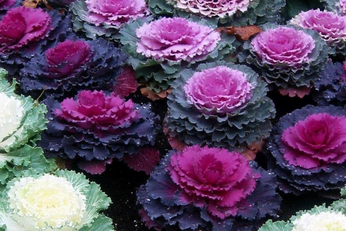 50 Ornamental Kale Seeds - Non-GMO Heirloom Decorative Garnish - Brassica oleracea