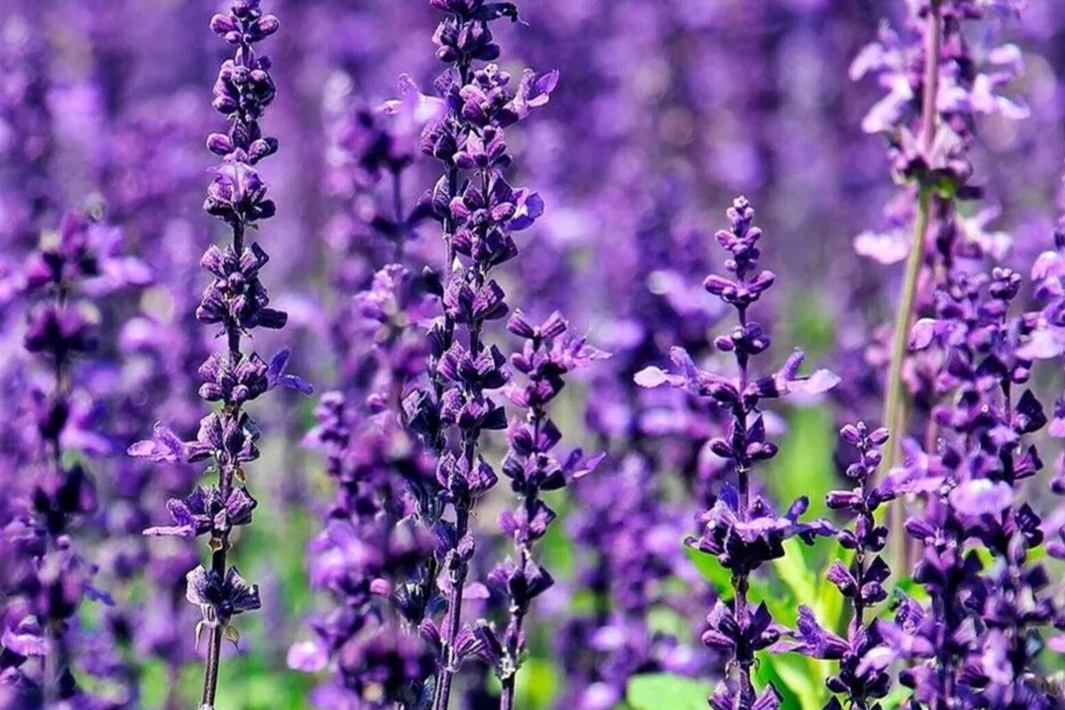 700 True Lavender Seeds - Non-GMO Lavandula angustifolia - Fragrant Garden Herb - Fast-Growing Lavender Vera Seeds