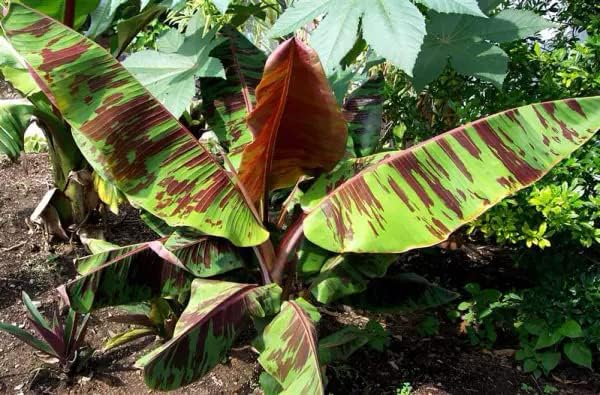 Live Bare Root Sumatrana Banana Tree | Ornamental Musa Sumatrana | Red Tiger Foliage | Non-Fruiting Tropical Plant
