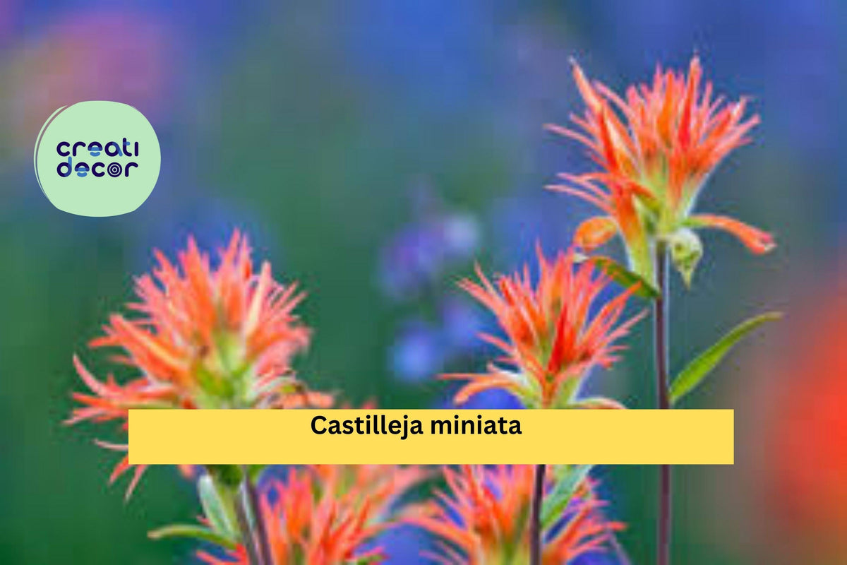 Christmas Cactus Starter Plant - Miss Shimano - Schlumbergera Truncata - Well-Rooted Indoor Cactus for Holiday Decor