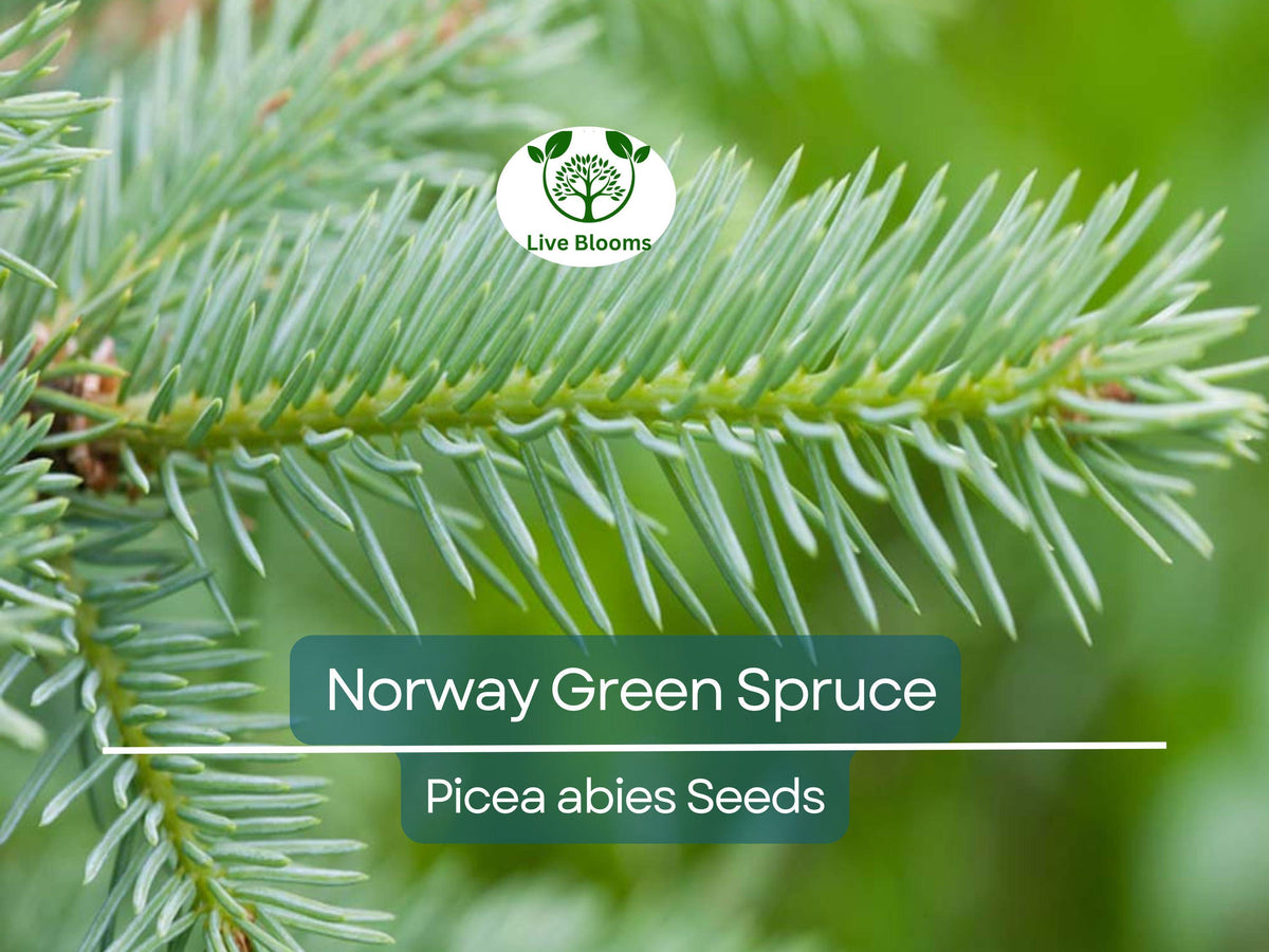 50 Norway Green Spruce Seeds | Picea abies | Hardy Evergreen Tree for Landscaping & Holiday Decor