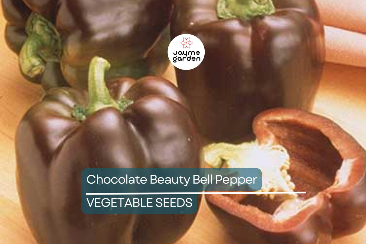 Christmas Cactus Starter Plant - Miss Shimano - Schlumbergera Truncata - Well-Rooted Indoor Cactus for Holiday Decor