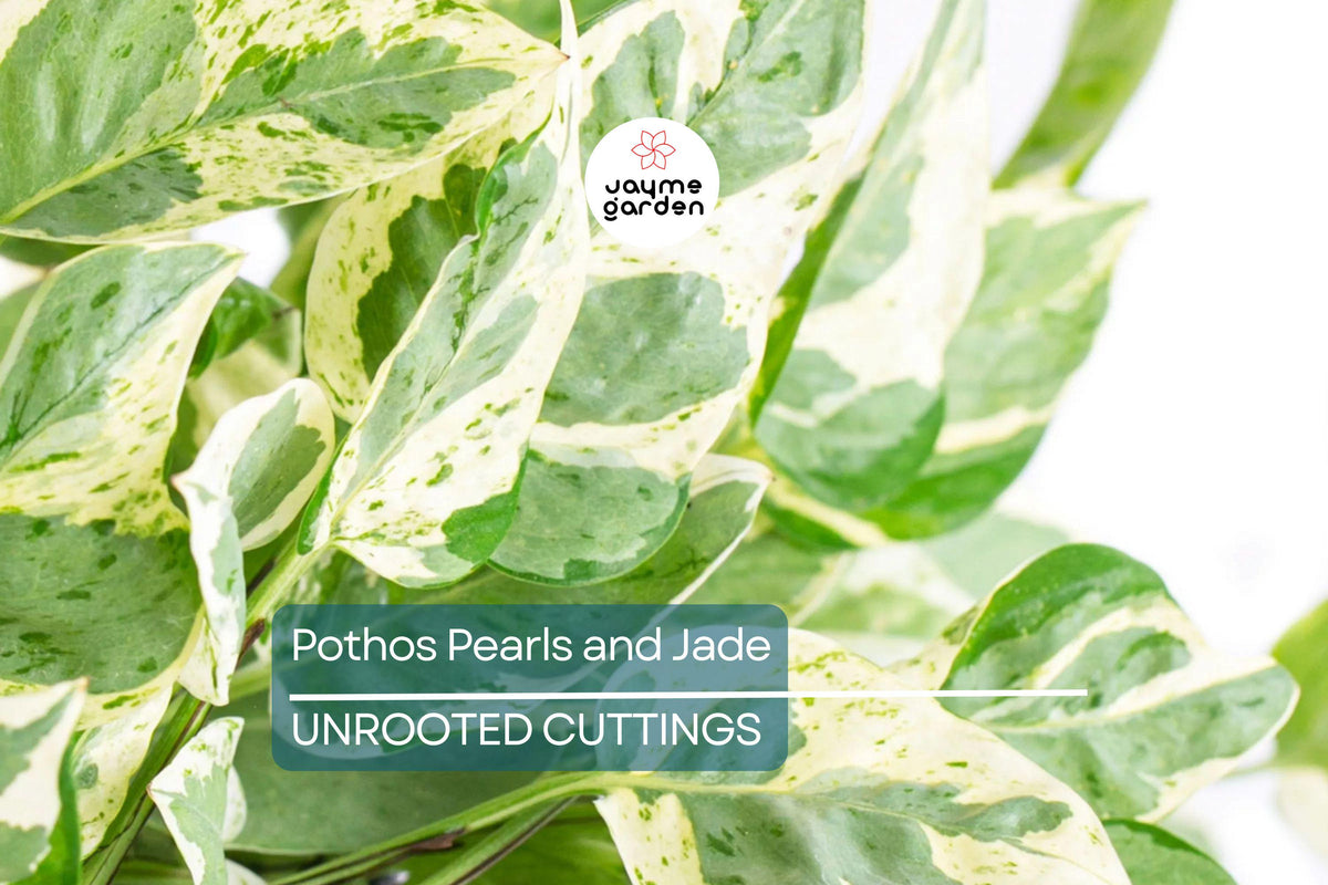 Christmas Cactus Starter Plant - Miss Shimano - Schlumbergera Truncata - Well-Rooted Indoor Cactus for Holiday Decor