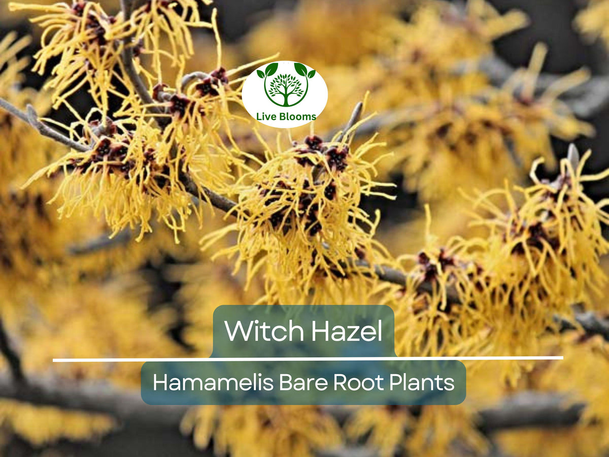 30 Amur Maple Tree Seeds for Planting, Fast-Growing Acer tataricum ginnala, Hardy Deciduous Tree, Beautiful Fall Foliage