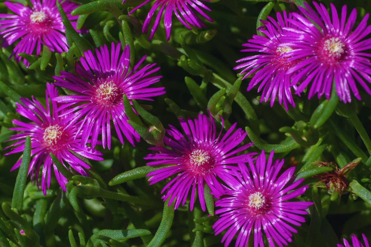 Ice Plant Ground Cover Seeds - Color Mix | Delosperma spp. | Drought Tolerant Succulent Seeds for Garden Oasis