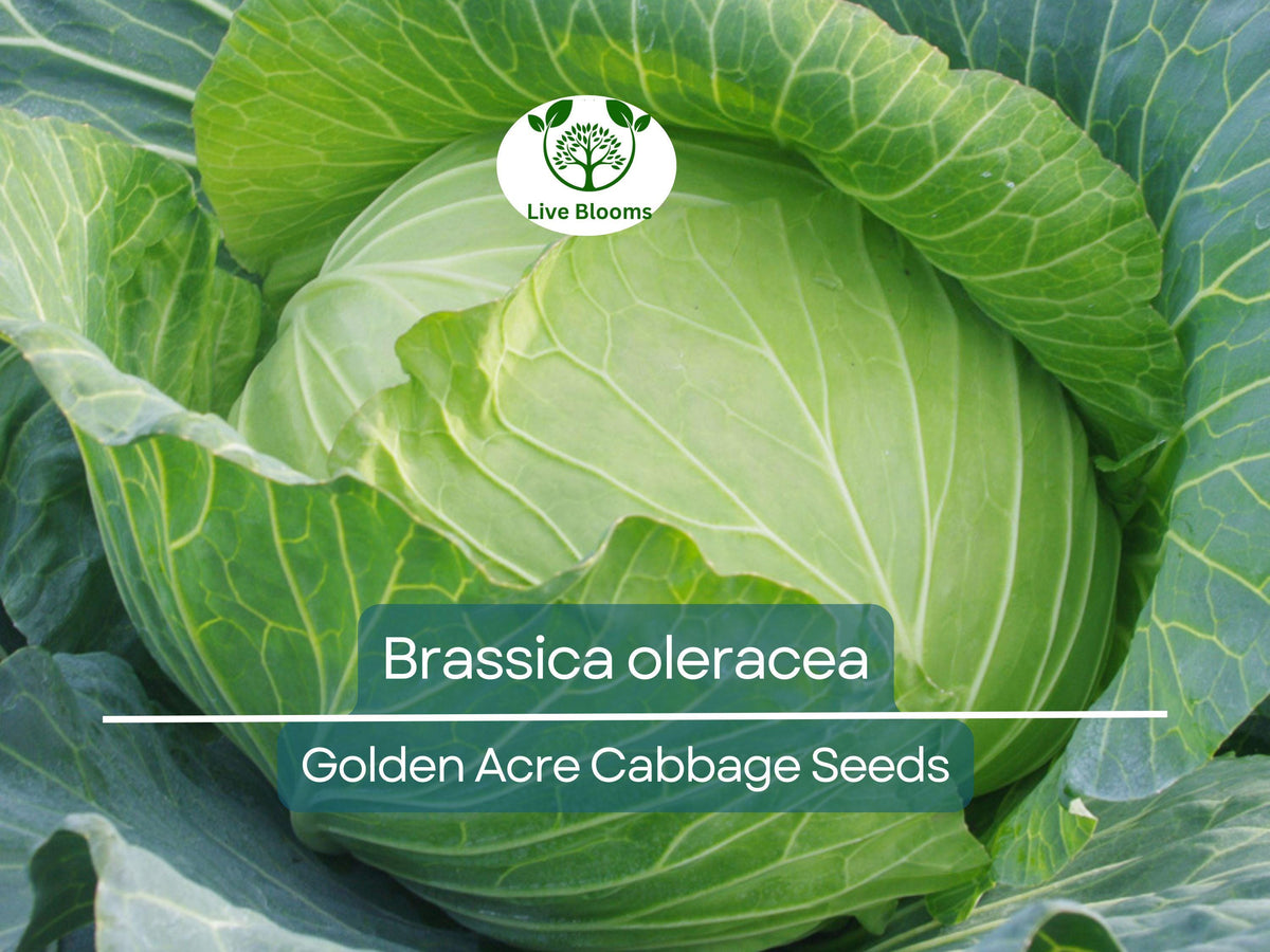 250 Seeds Golden Acre Cabbage - Heirloom Brassica oleracea for Home Gardening, Fresh Salads & Culinary Uses