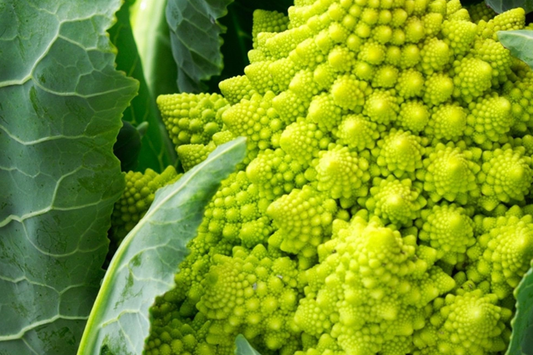 1,000 Romanesco Broccoli Seeds - Non-GMO Heirloom, Unique Fractal Shape, Brassica oleracea var. botrytis, USA Seller