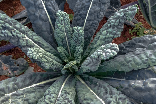 1,000 Lacinato Kale Seeds - Non-GMO Heirloom Dinosaur Kale - Cold Hardy Brassica oleracea var. palmifolia