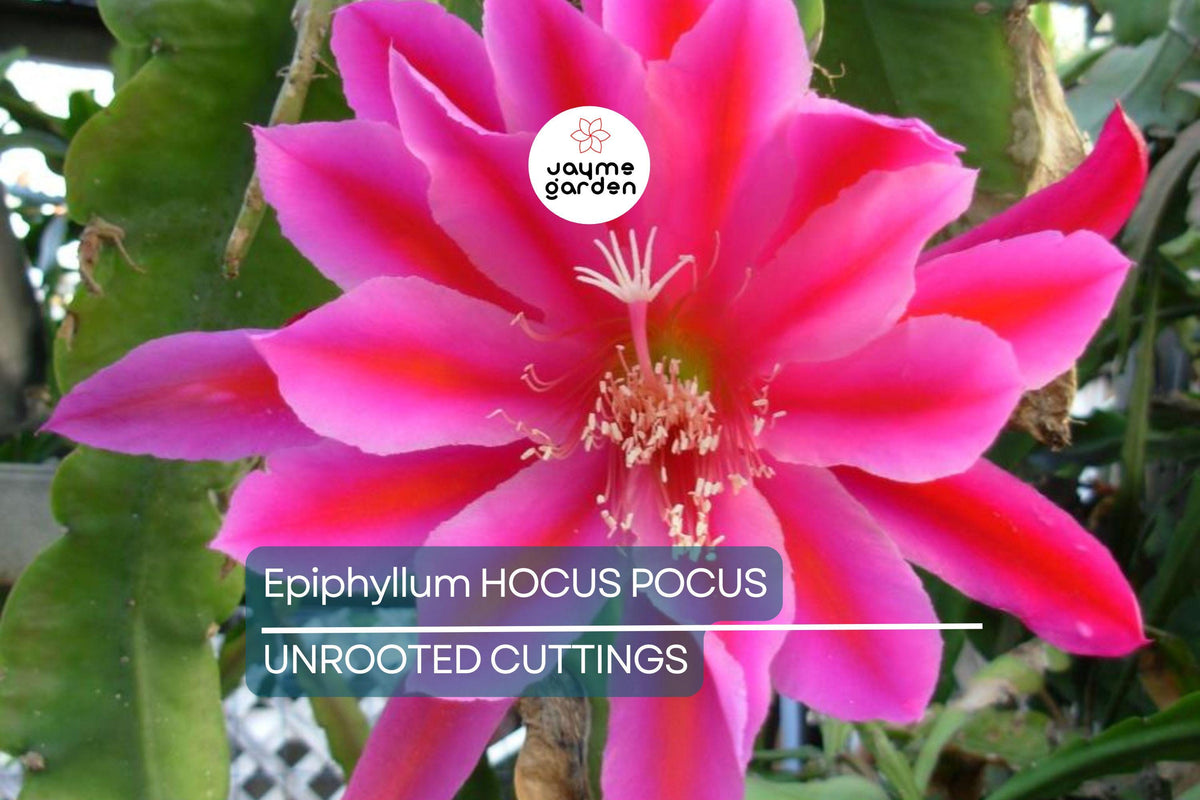 Christmas Cactus Starter Plant - Miss Shimano - Schlumbergera Truncata - Well-Rooted Indoor Cactus for Holiday Decor