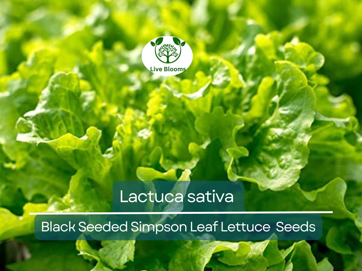 Black Seeded Simpson Leaf Lettuce Seeds - 700 Heirloom Seeds (Lactuca sativa) for Gardening, Fresh Harvests & Salads