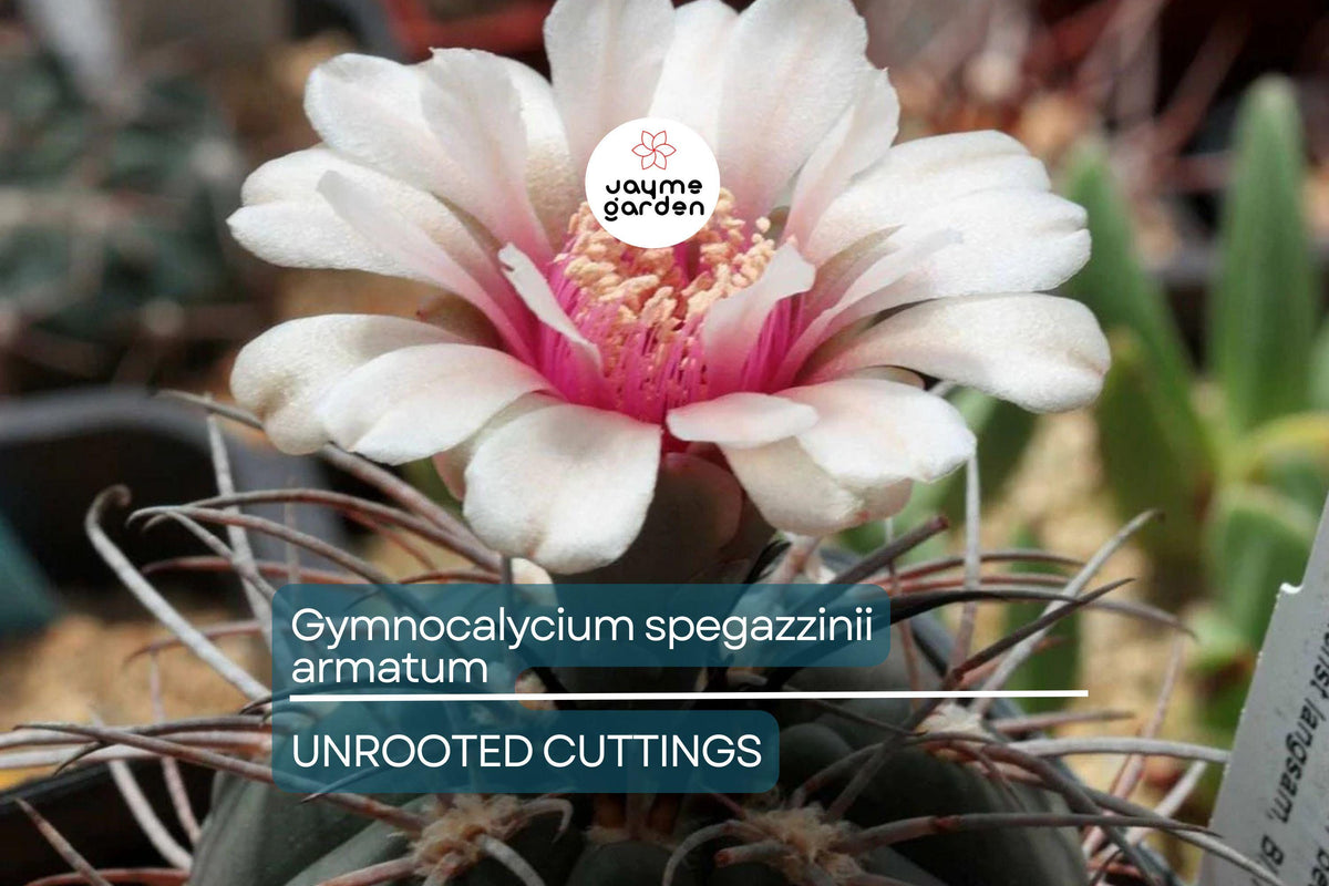 Christmas Cactus Starter Plant - Miss Shimano - Schlumbergera Truncata - Well-Rooted Indoor Cactus for Holiday Decor