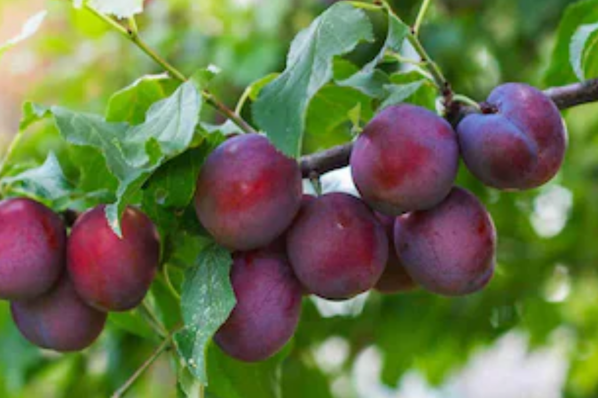 Methley Plum Fruit Tree Starter Plant 3-4 ft Bare-Root Self-Pollinating Prunus salicina, Early June Harvest, Maroon Plums