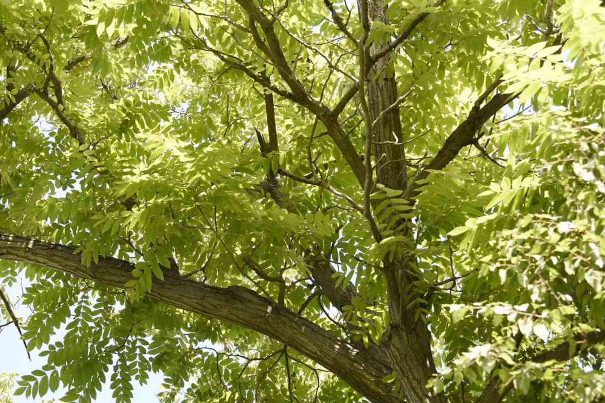 Butternut White Walnut Tree Seedlings - 2 Live Plants, Fast-Growing Shade Tree, Juglans cinerea, Hardy USDA Zones 3-7