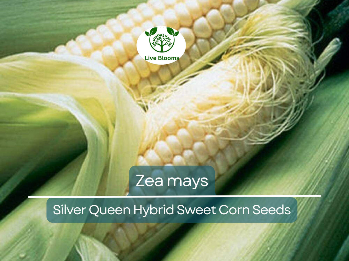 35 Seeds Silver Queen Hybrid Sweet Corn - Zea mays - Heirloom Non-GMO Sweet Corn for Planting, Gardening & Summer Harvests
