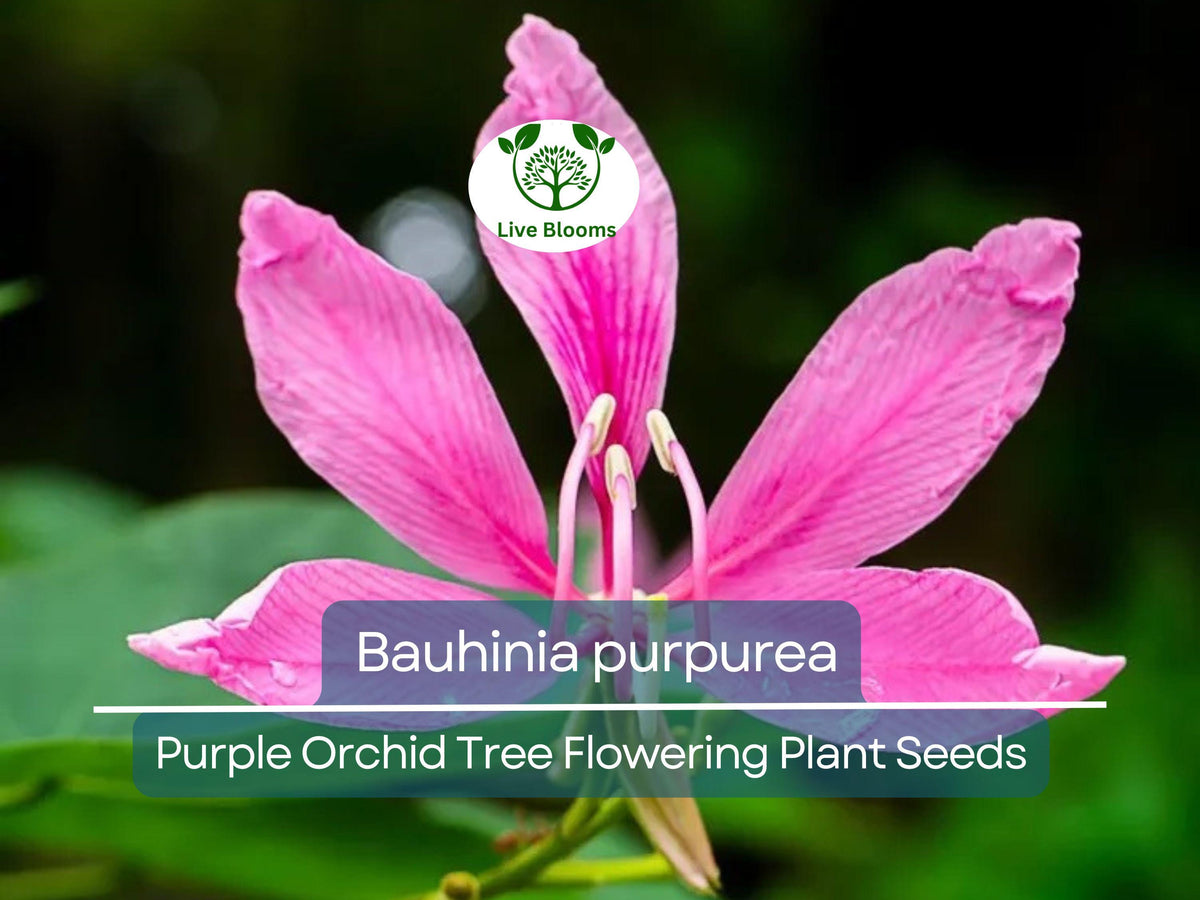 10 Seeds Bauhinia Purpurea - Purple Orchid Tree - Stunning Flowering Plant (Bauhinia purpurea) for Garden and Landscape