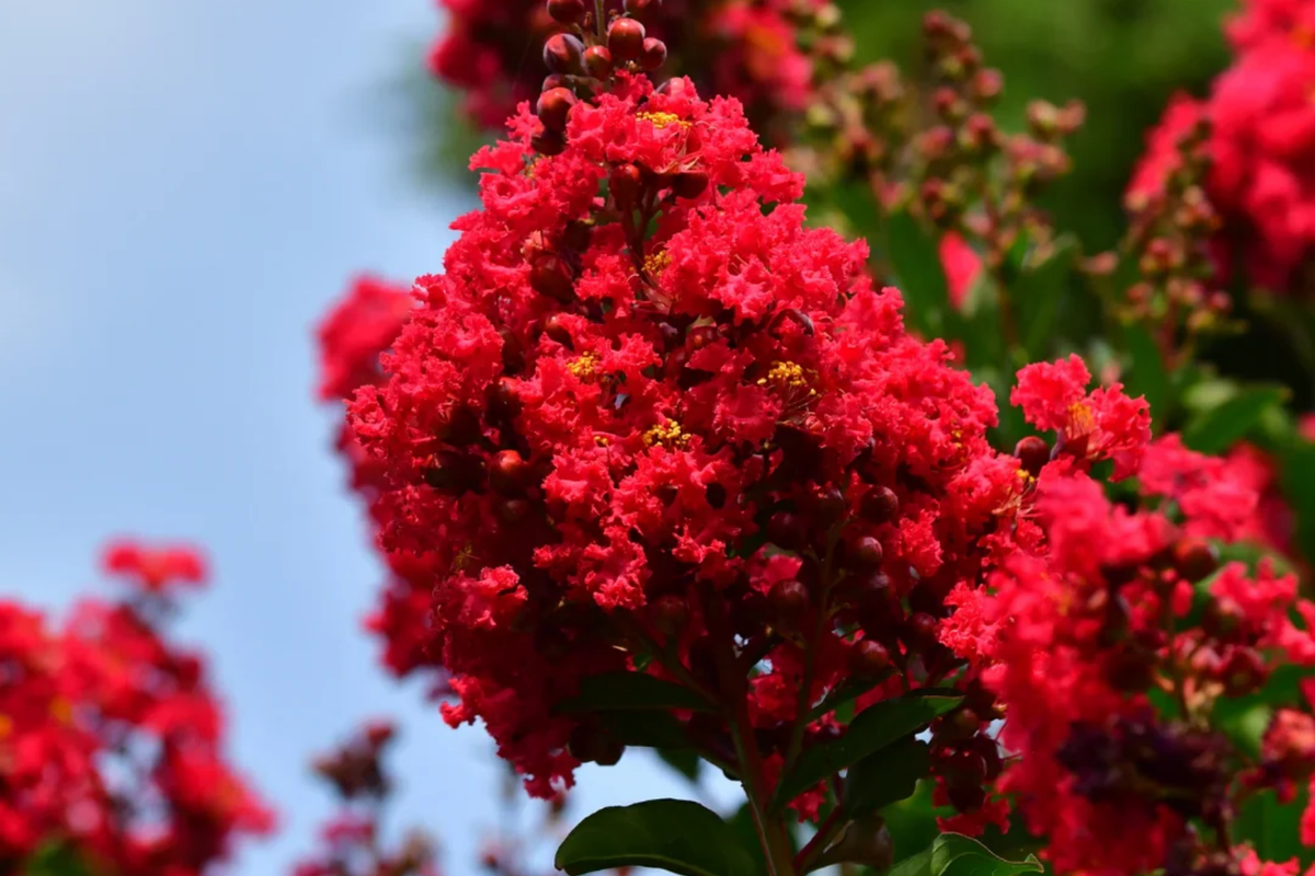 Deep Red Crape Myrtle 'Dynamite' 2-3 ft | Fast Growing Shrub/Tree | Lagerstroemia indica | Full Sun, Late Summer Blooms