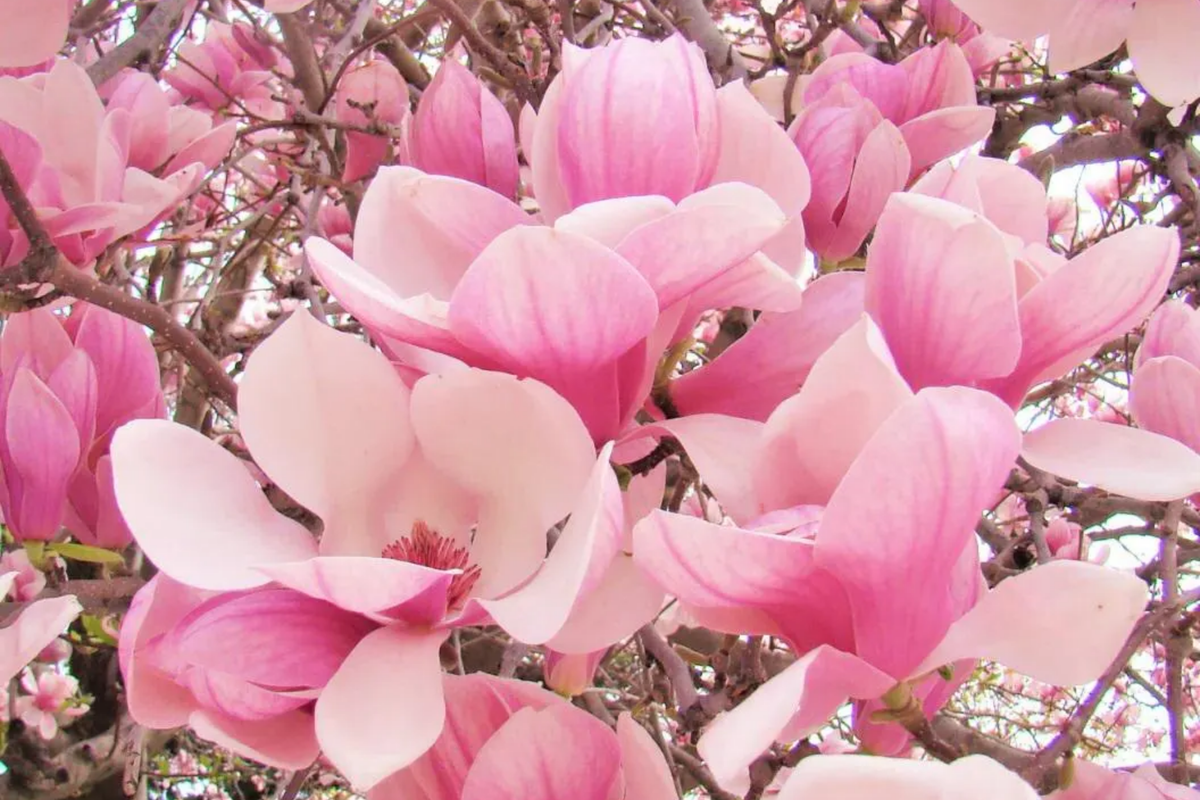 Saucer Magnolia Sapling 6-12" Bare Root Flowering Tree | Pink Spring Blooms | Magnolia x soulangiana