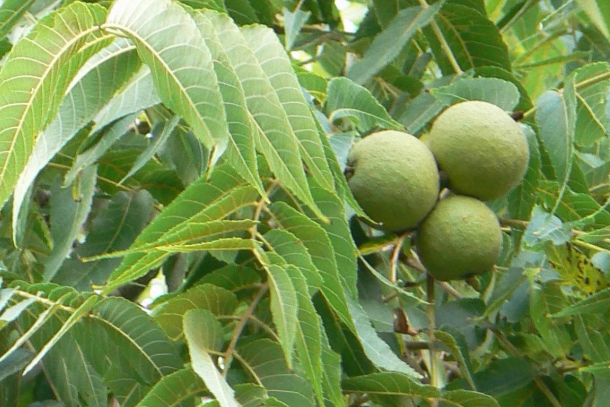 Black Walnut Trees - 2 Bare Root Seedlings 3-4' Tall | Juglans nigra | Hardy for USDA Zones 4-9 | Perfect for Shade & Nut Production