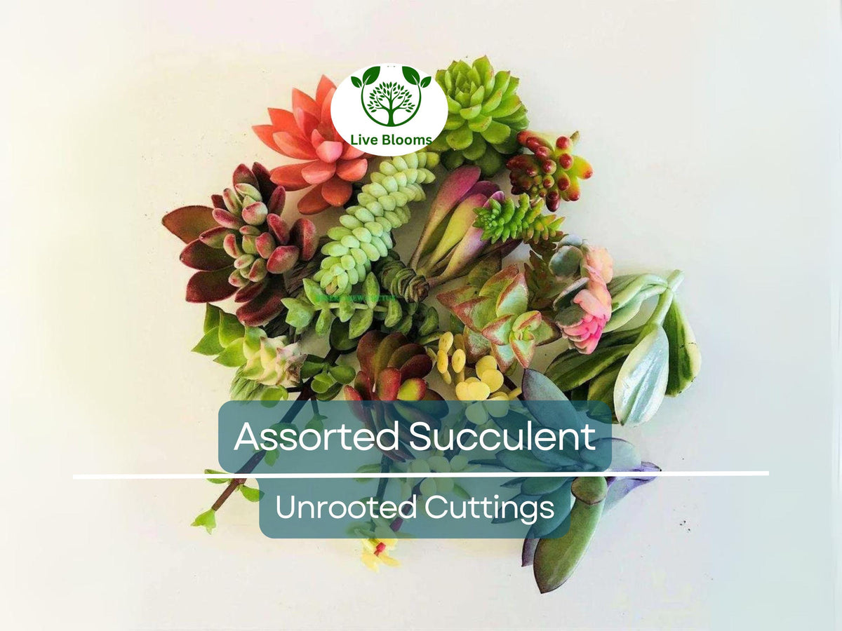 20+ Assorted Succulent Cuttings Pack - Echeveria, Crassula, Aloe, Sedum, Kalanchoe - DIY Propagation Collection
