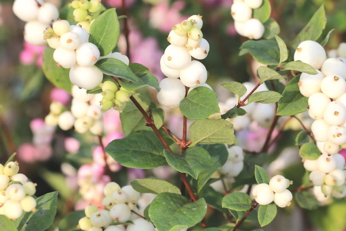 Snowberry Plant | 12-24" Bare Root | Symphoricarpos Albus | White Berries | Hardy Wildlife Shrub | Zones 3-7