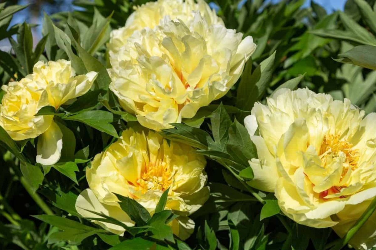 Peony Honey Gold Bare Root Plant | 2+ Eyes | Fragrant White & Gold Blooms | Paeonia lactiflora ‘Honey Gold’ | Perennial Zones 3-8
