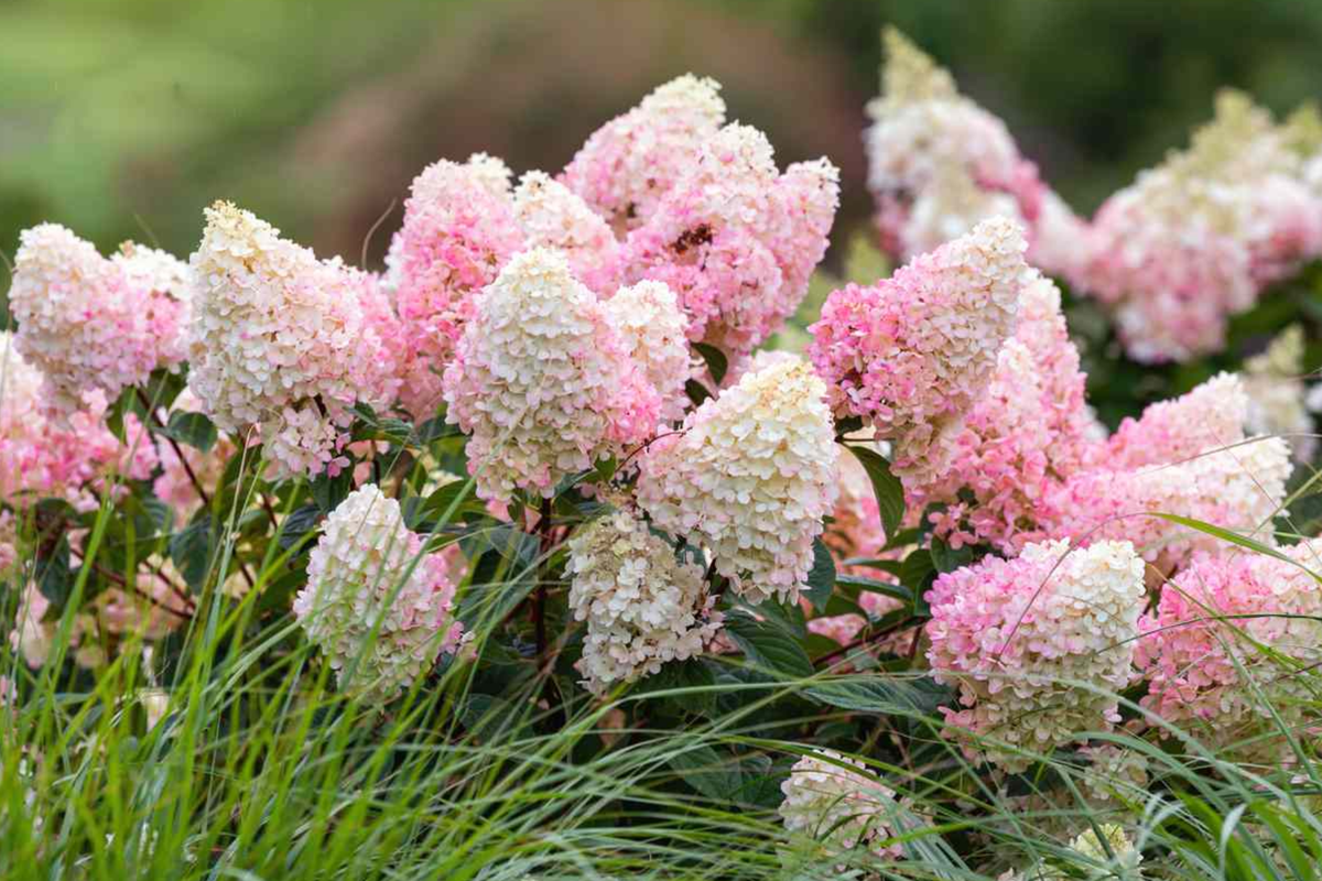 Strawberry Sundae Hydrangea Live Plant Bare Root - Compact Pink & White Blooms, Hydrangea paniculata ‘Rensun’, Zones 3-8