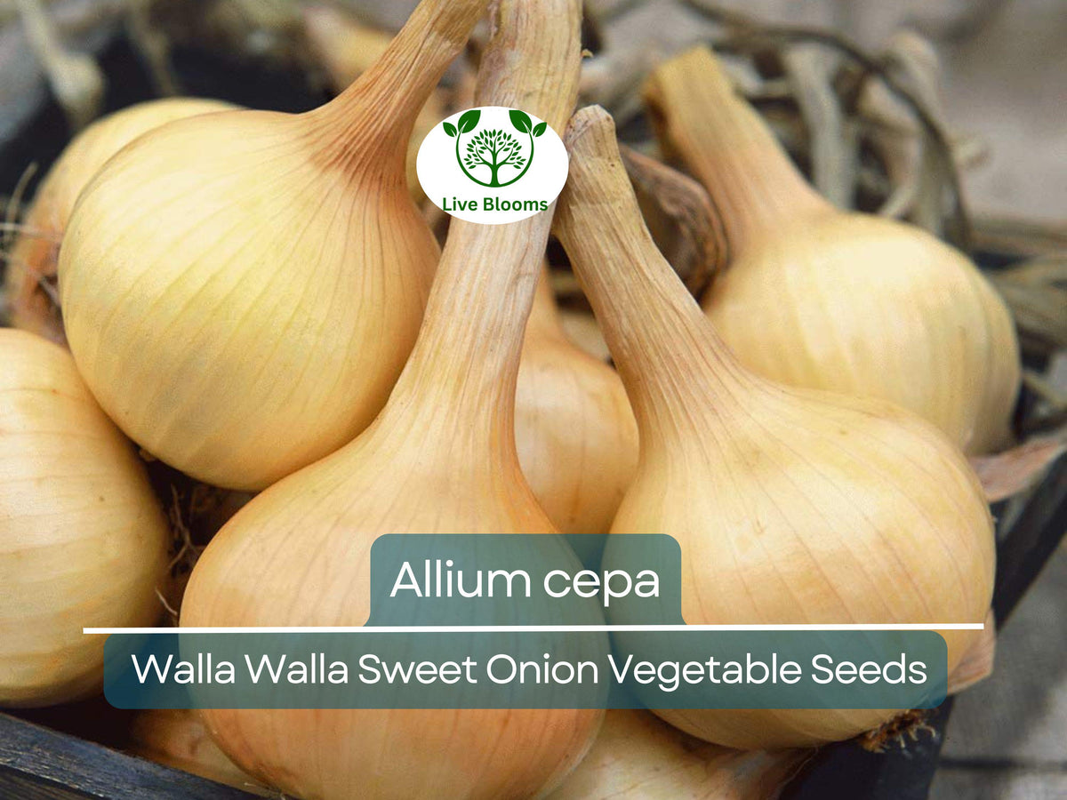 Walla Walla Sweet Onion Seeds 250 mg - Allium cepa - Heirloom Gardening Seeds for Mild Flavorful Harvests