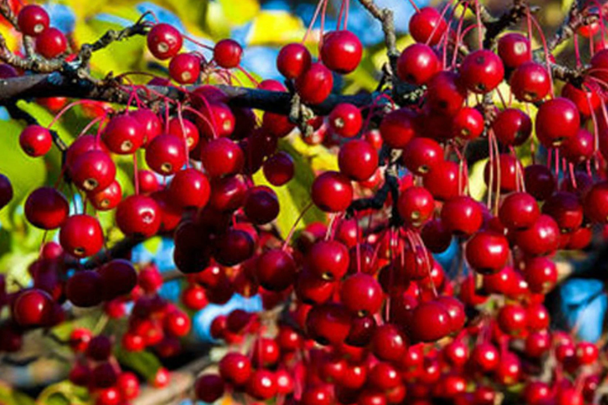 Red Chokeberry Shrubs | 2 Bare-Root Plants | Pollinator-Friendly | Aronia arbutifolia | Edible Berries & Fall Color