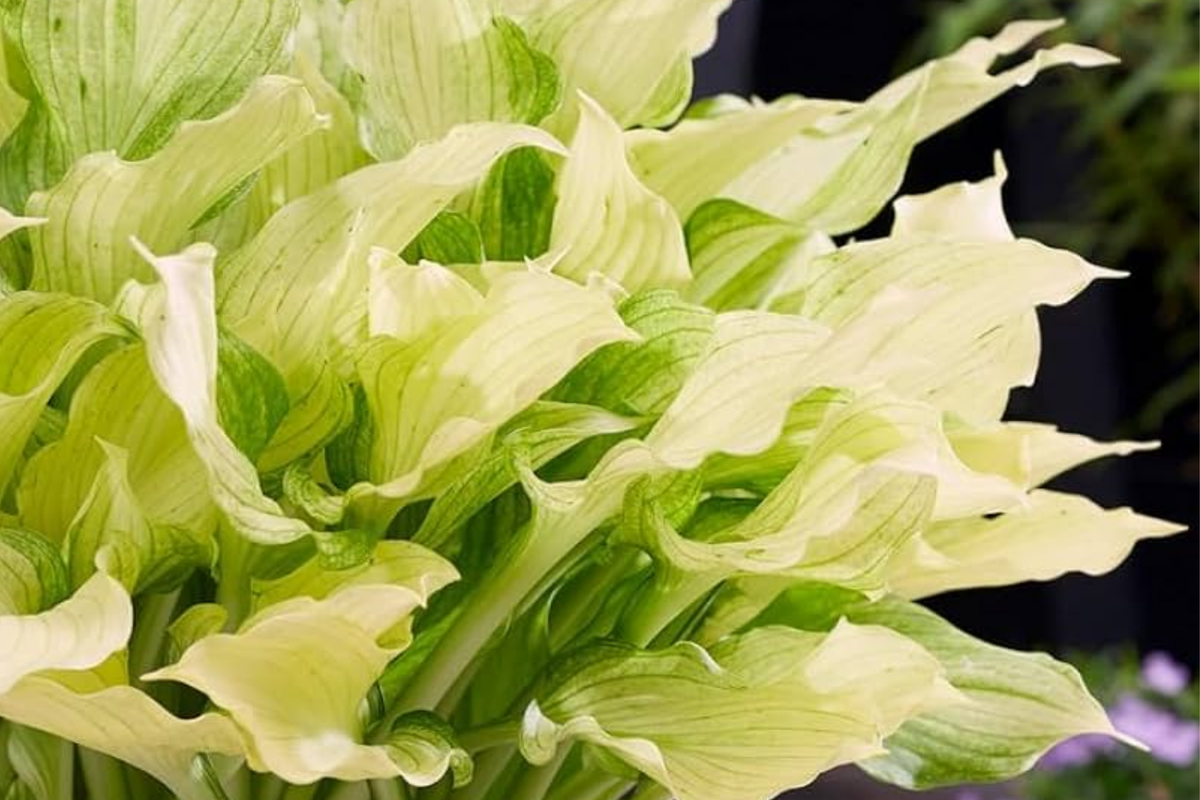 Rare White Feather Hosta | Live Bare Root Perennial | Unique White Foliage | Hosta ‘White Feather’ | Cold Hardy, Zones 3-9