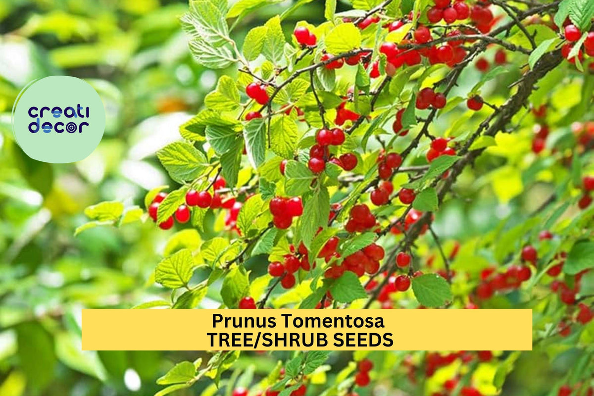 Christmas Cactus Starter Plant - Miss Shimano - Schlumbergera Truncata - Well-Rooted Indoor Cactus for Holiday Decor