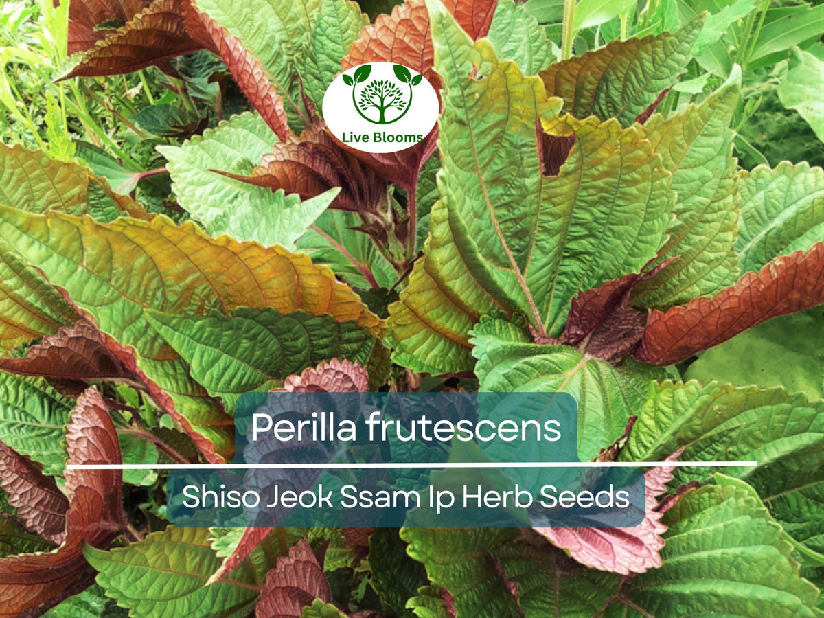 400 Seeds Perilla (Shiso) Jeok Ssam Ip Herb - Aromatic Asian Herb for Sushi, Salads, Stir-Fries - Perilla frutescens