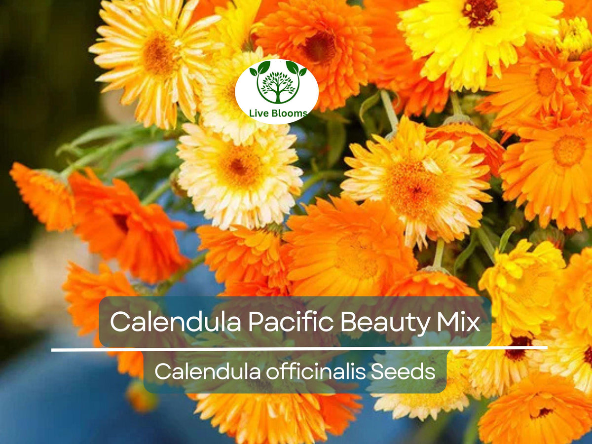 100 Seeds Calendula Pacific Beauty Mix, Edible Pot Marigold, Non-GMO, Vibrant Orange Yellow Blooms, Calendula officinalis