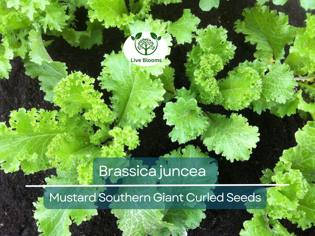 500 Seeds Mustard Greens Southern Giant Curled - Brassica juncea, Fast-Growing, Cold Hardy, Nutrient-Rich Edible Greens