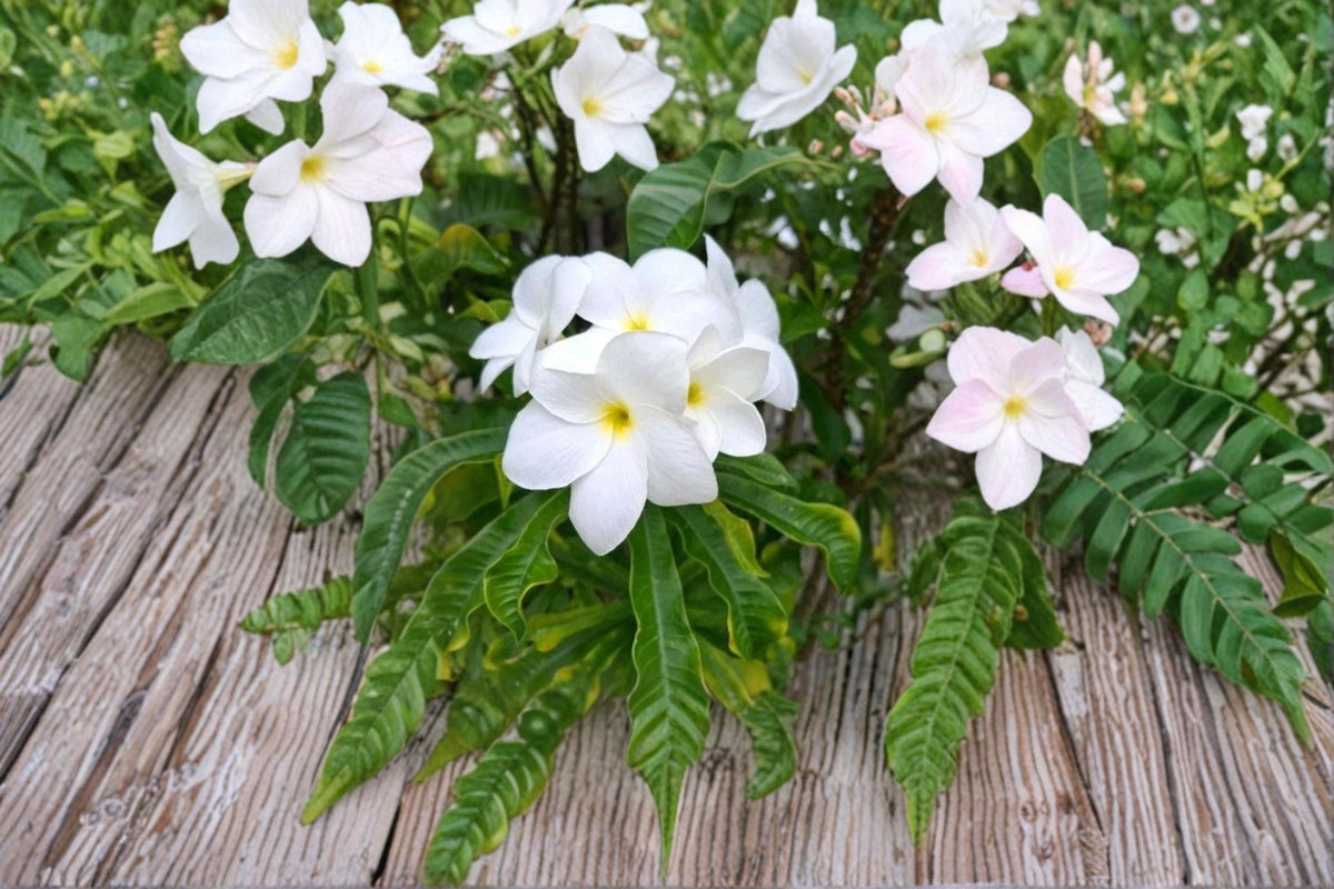 Christmas Cactus Starter Plant - Miss Shimano - Schlumbergera Truncata - Well-Rooted Indoor Cactus for Holiday Decor