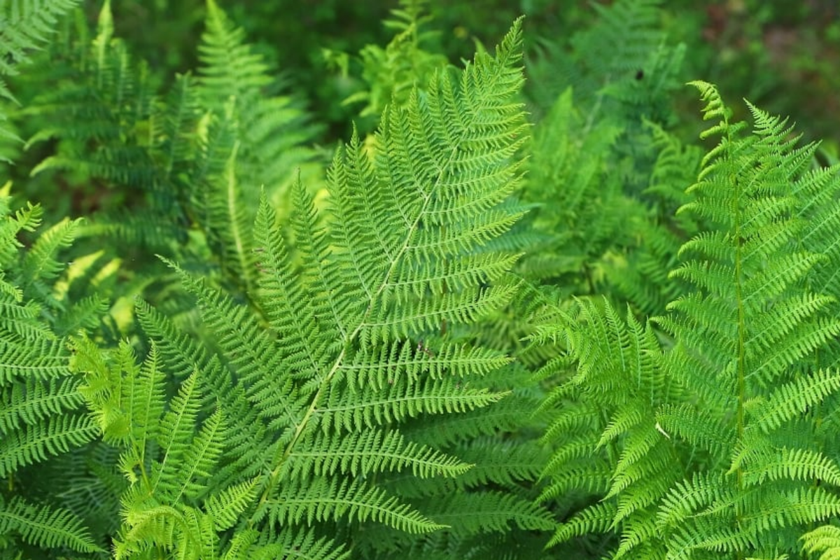 10 Bare Root Lady Ferns - Shade-Loving, Cold-Hardy Perennial, Deer-Resistant, Athyrium filix-femina for Woodland Gardens