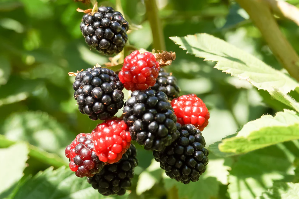 Apache Thornless Blackberry Plants - Bare Root, Rubus fruticosus 'Apache', High-Yield, Sweet Berries, Easy to Grow, 3 Pack