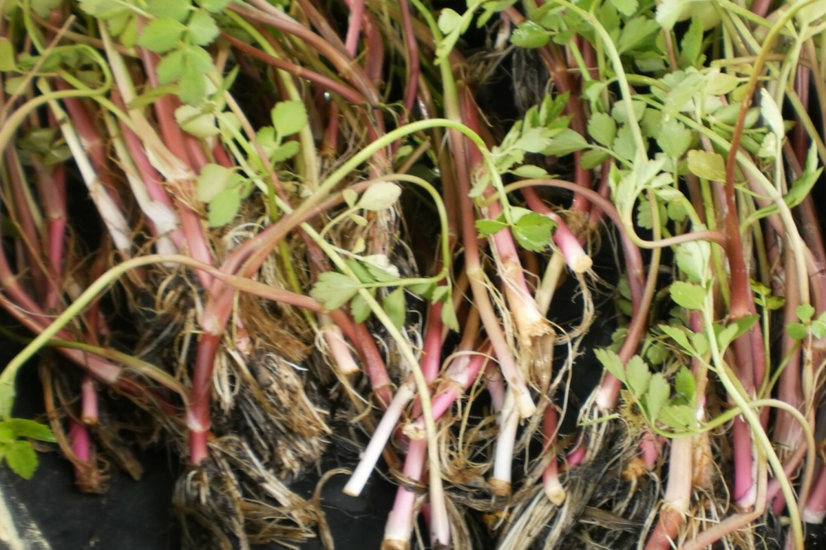 17 Bare Root Oenanthe Javanica - Minari Water Celery, Korean Watercress, Fresh Edible Herb, Sun & Shade Tolerant